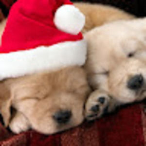 Meet your Posher, Frances